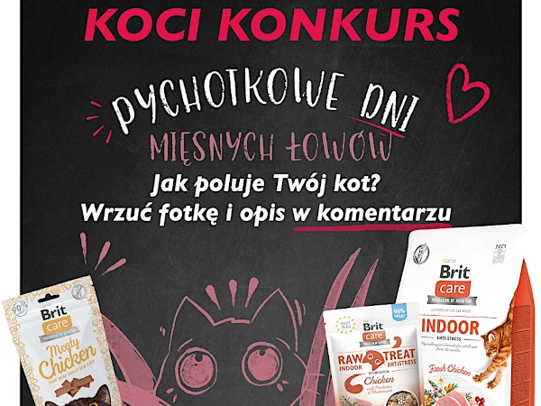 Konkurs Brit Pychotkowe dni