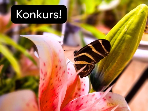 Konkurs plastyczny Najpiękniejszy motylek